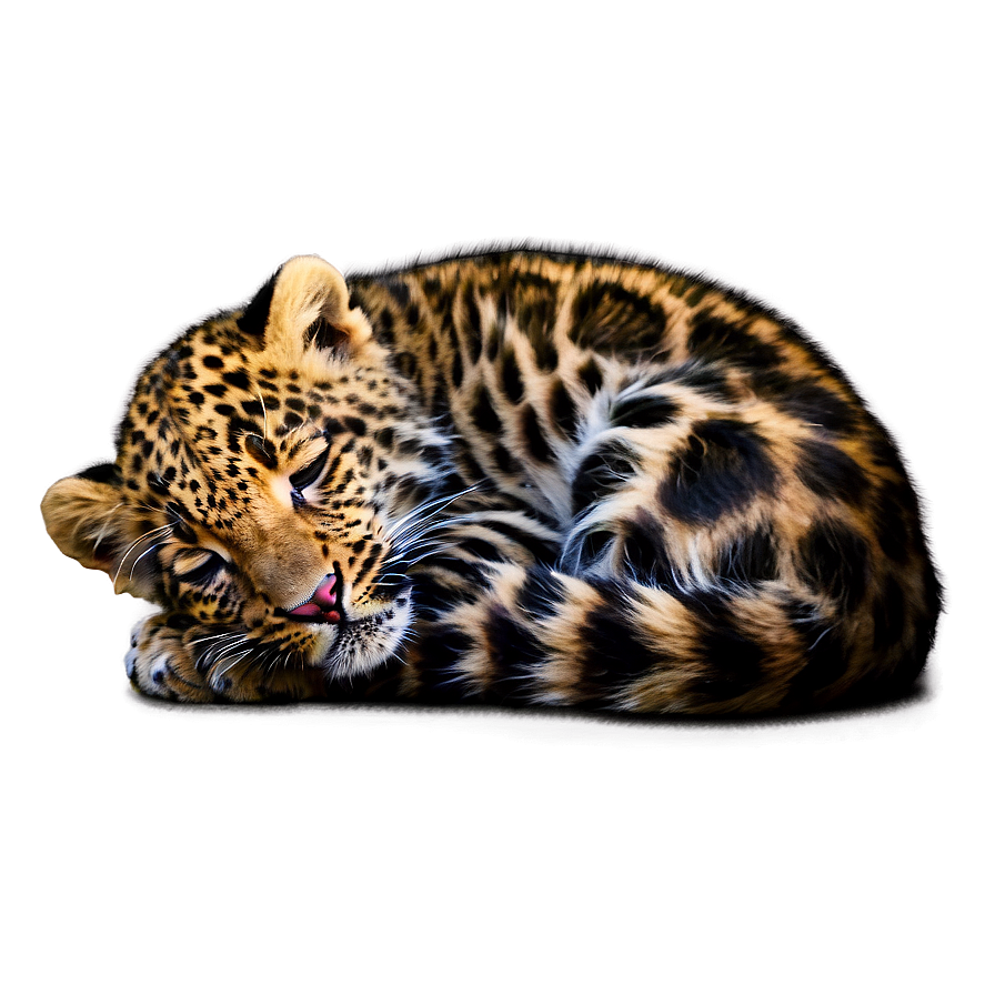 Sleeping Leopard Cub Png 06112024