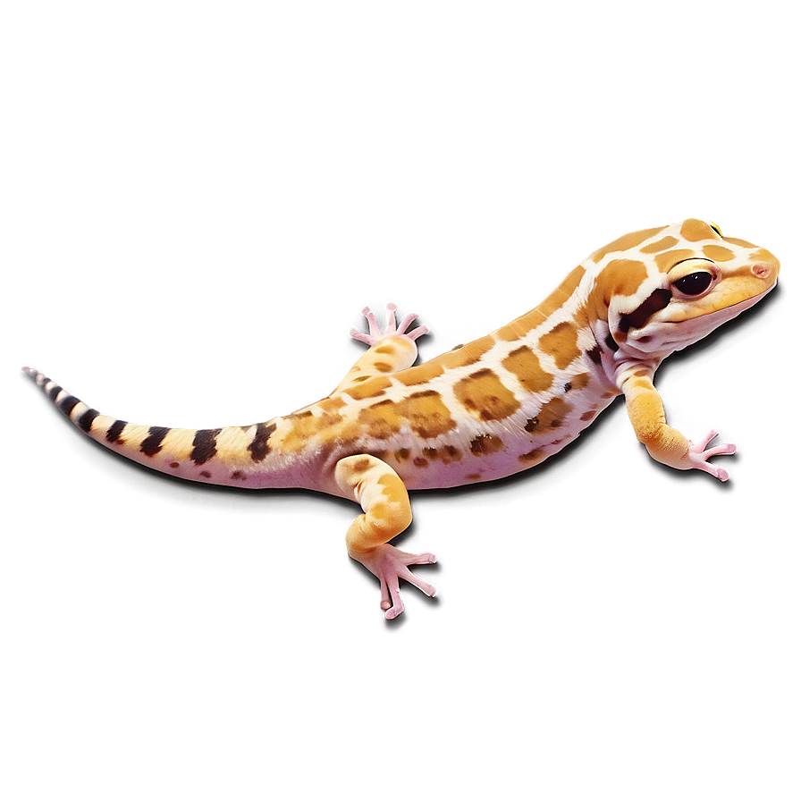 Sleeping Leopard Gecko Png 06202024