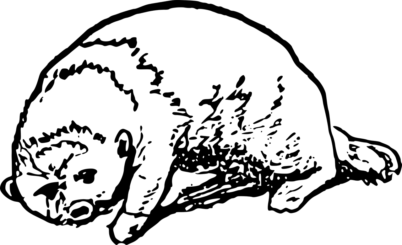 Otter, HD Png Download PNG with transparent background