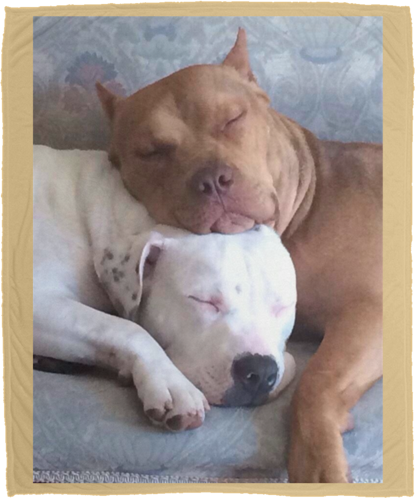 Sleeping Pitbull Friends