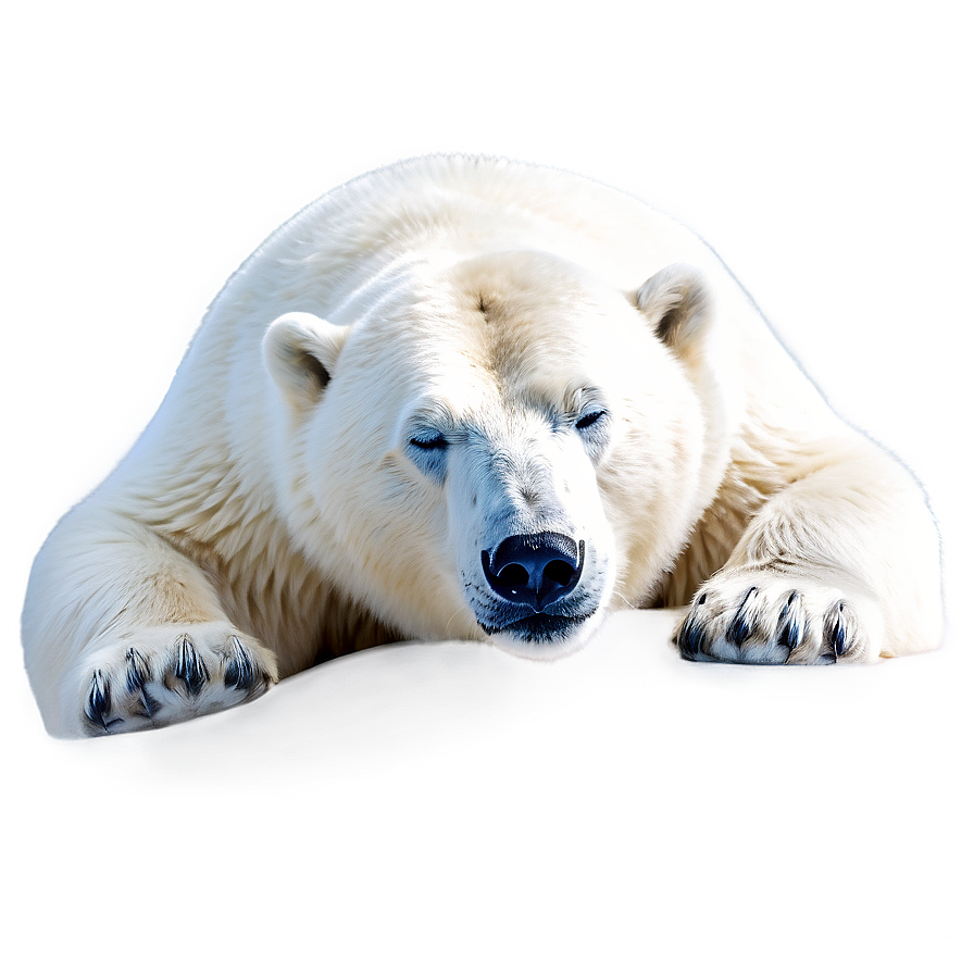 Sleeping Polar Bear Png 20