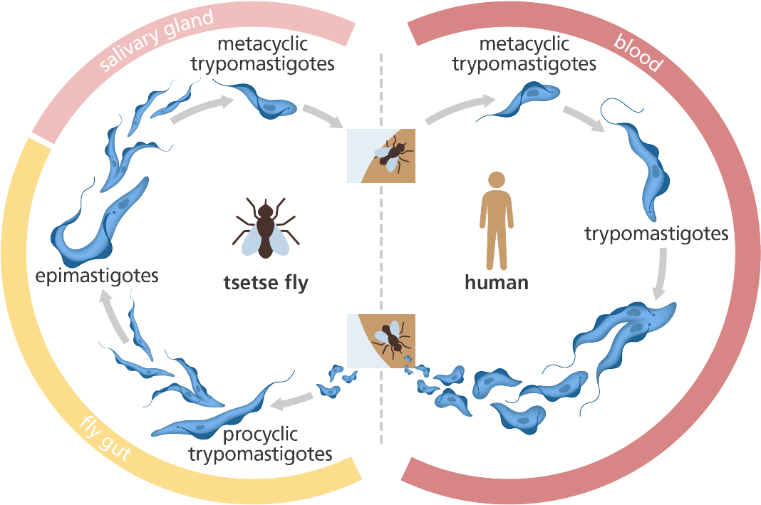 Sleeping Sickness Transmission Cycle