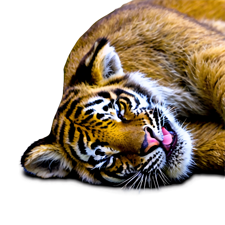 Sleeping Tiger Cub Png 75