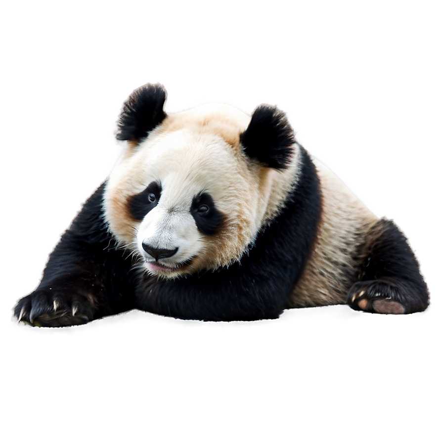 Sleepy Panda Picture Png 05062024