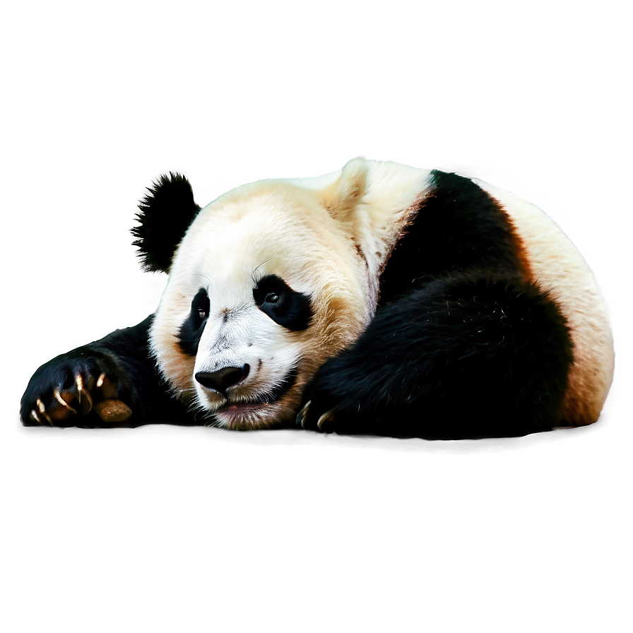 Sleepy Panda Picture Png Vmc77