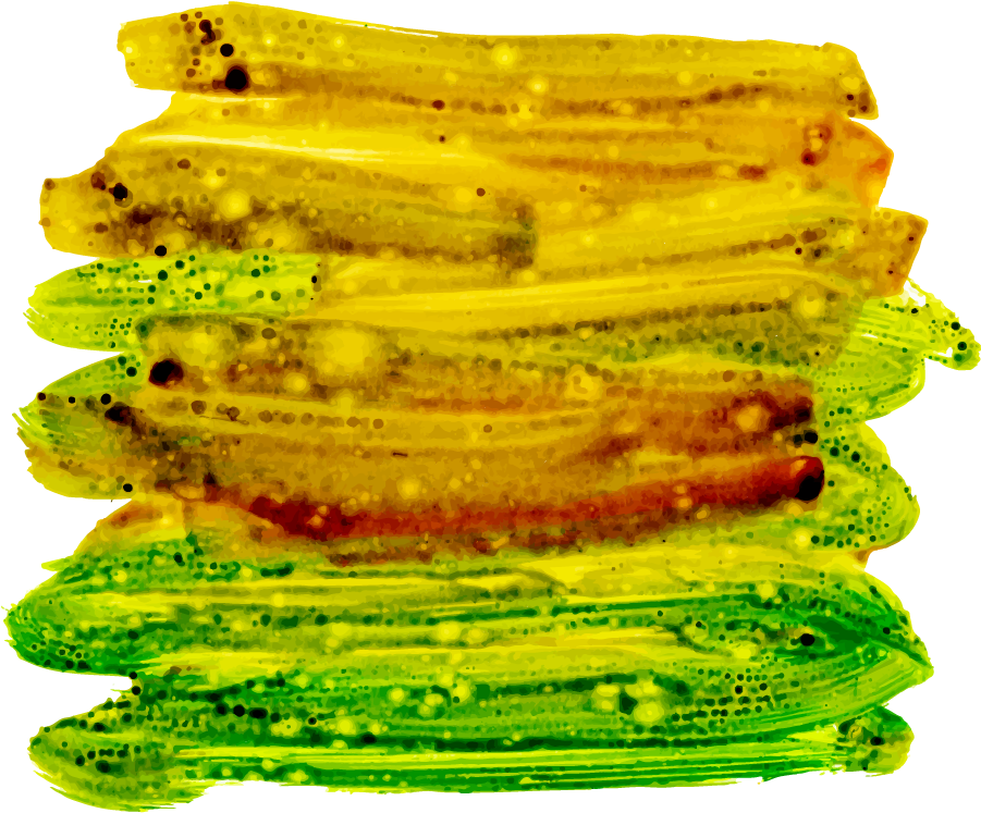 Sliced Okra Translucent Texture