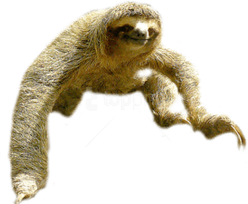 Sloth Portable Network Graphics Clip Art Image Vector - Sloth Png, Transparent Png PNG with transparent background