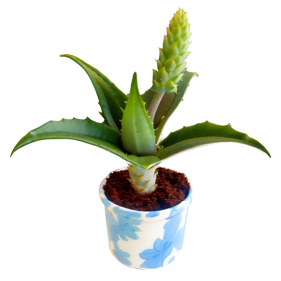 Small Aloe Plant Png 56