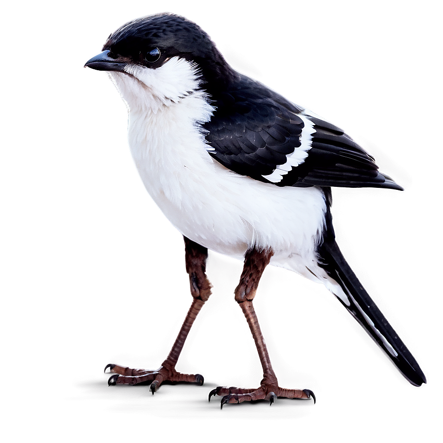 Small Bird PNG 05232024 PNG image with a transparent background, free high-resolution download