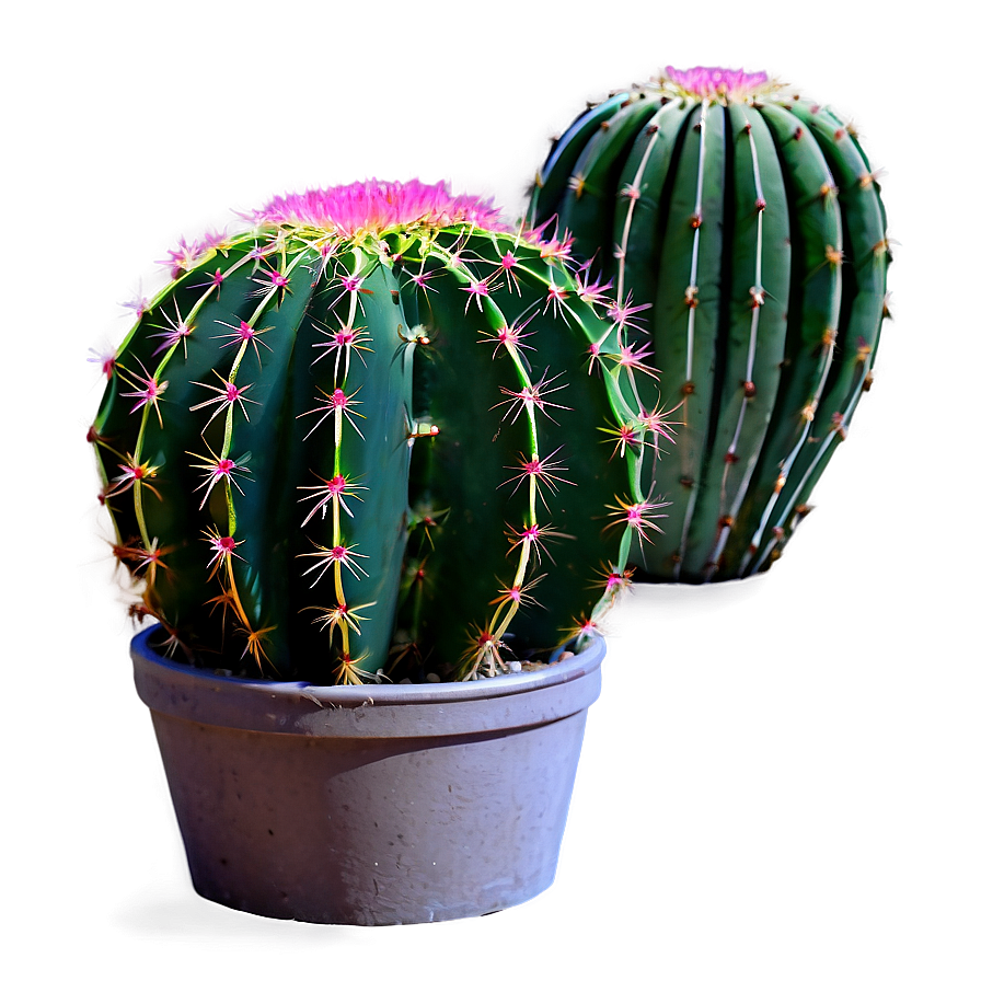 Small Cactus Plant Png Rwq