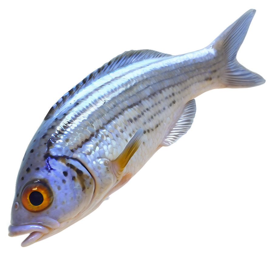 Small Fish PNG eei PNG image with a transparent background, free high-resolution download