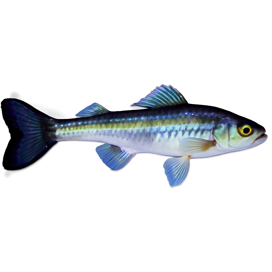 Small Fish PNG rdl PNG image with a transparent background, free high-resolution download