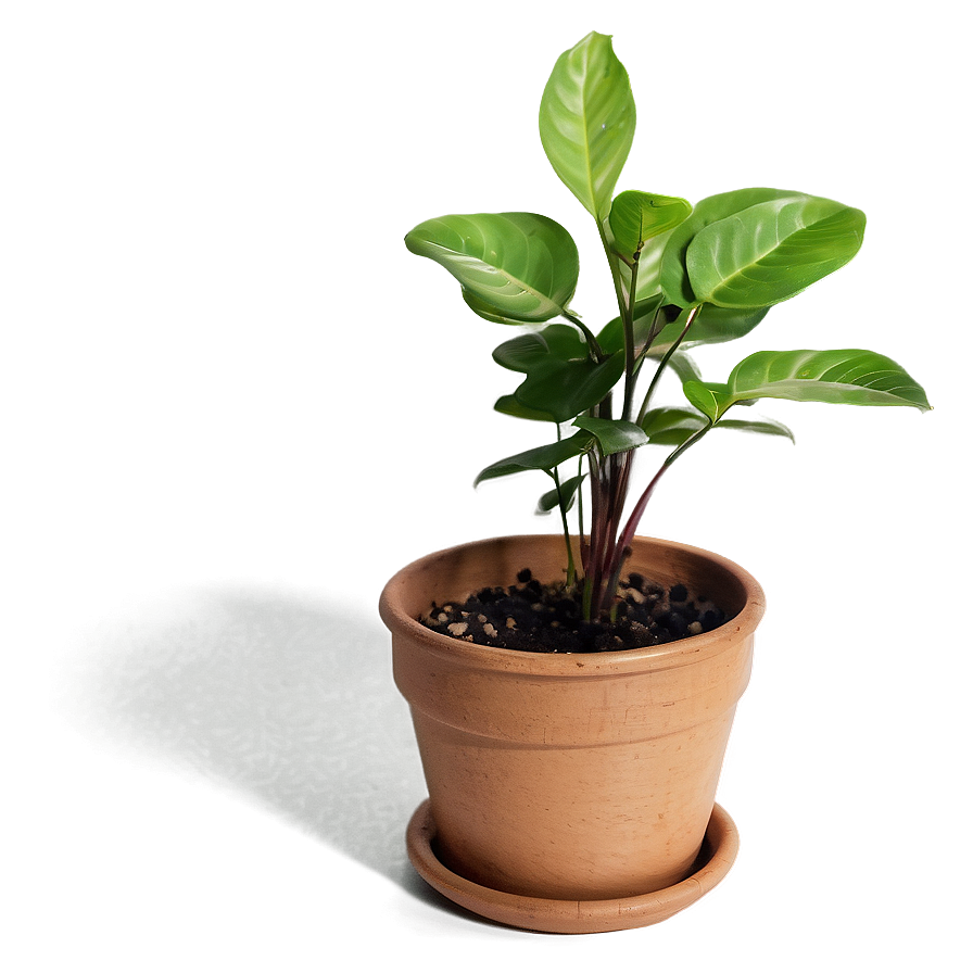 Small Plant In Bright Light Png Tem83