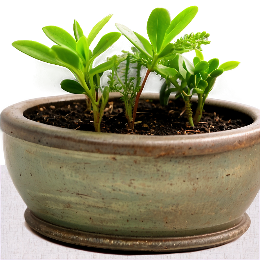 Small Plant In Kitchen Png 06132024