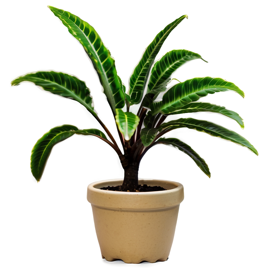 Small Plant In Natural Light Png 28