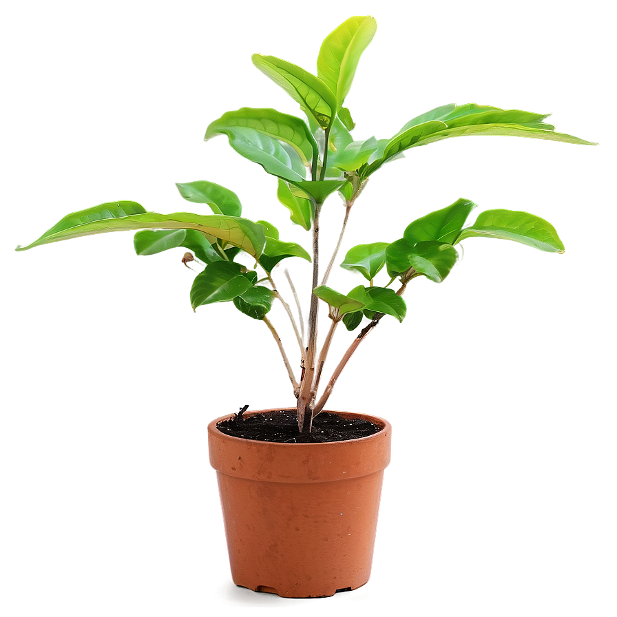 Small Plant In Natural Light Png 50