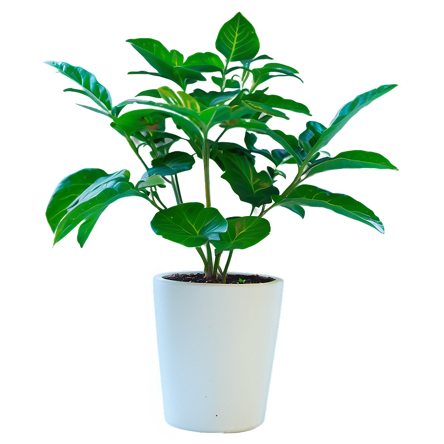 Small Plant In Natural Light Png Bkq95