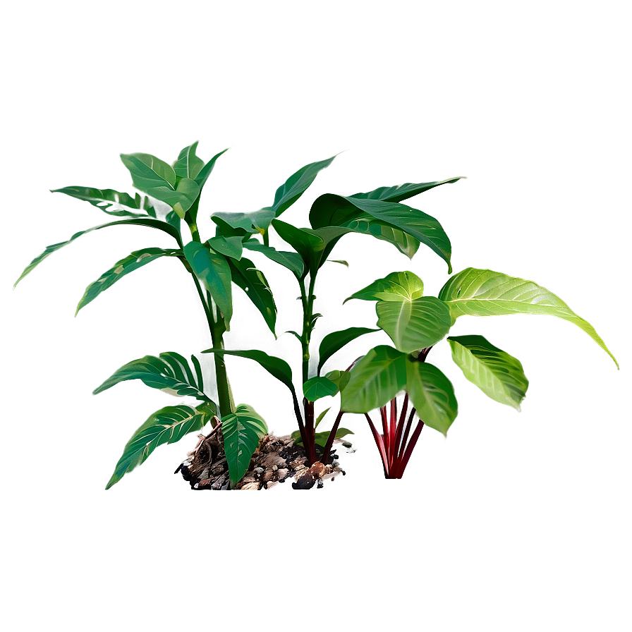 Small Plant With Long Leaves Png 29