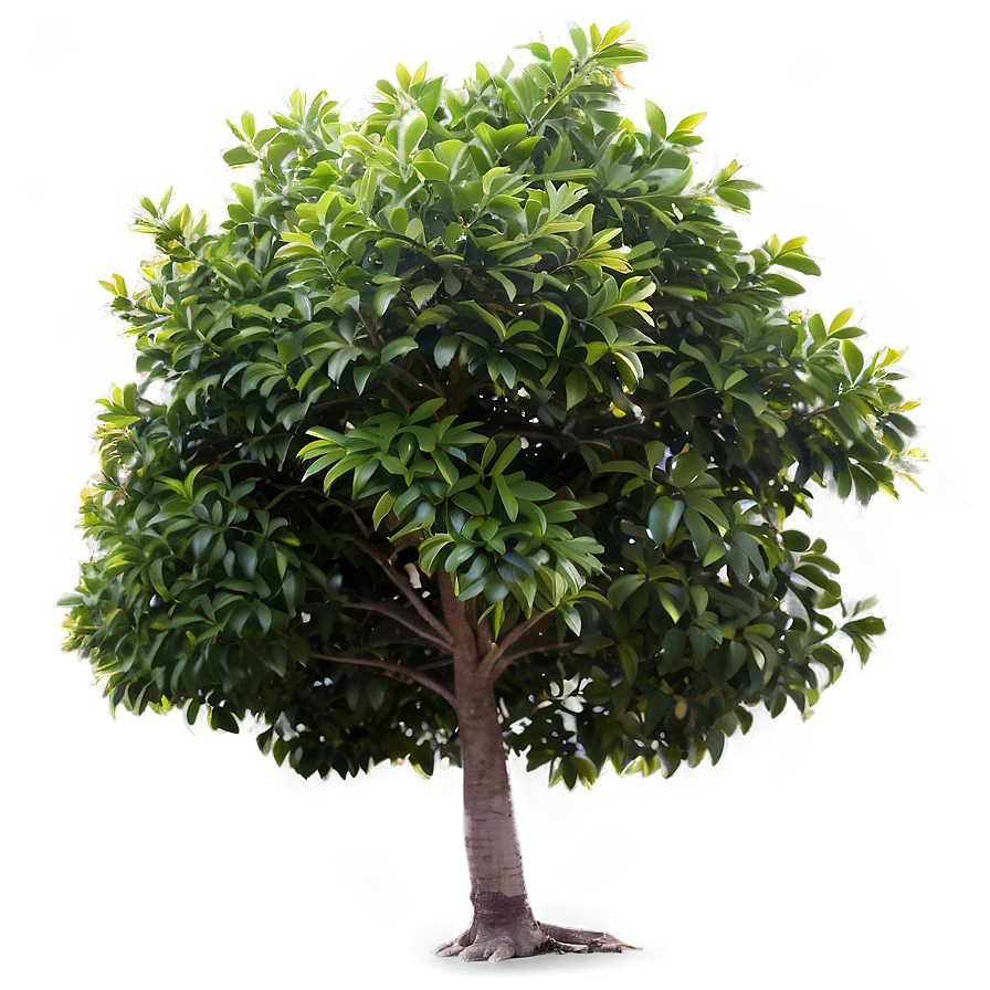 Small Tree PNG 05232024 PNG image with a transparent background, free high-resolution download