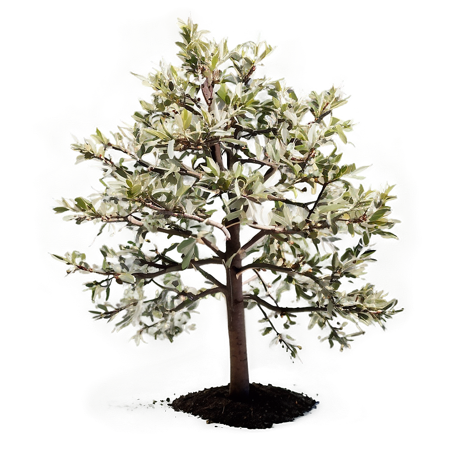 Small Tree PNG den PNG image with a transparent background, free high-resolution download