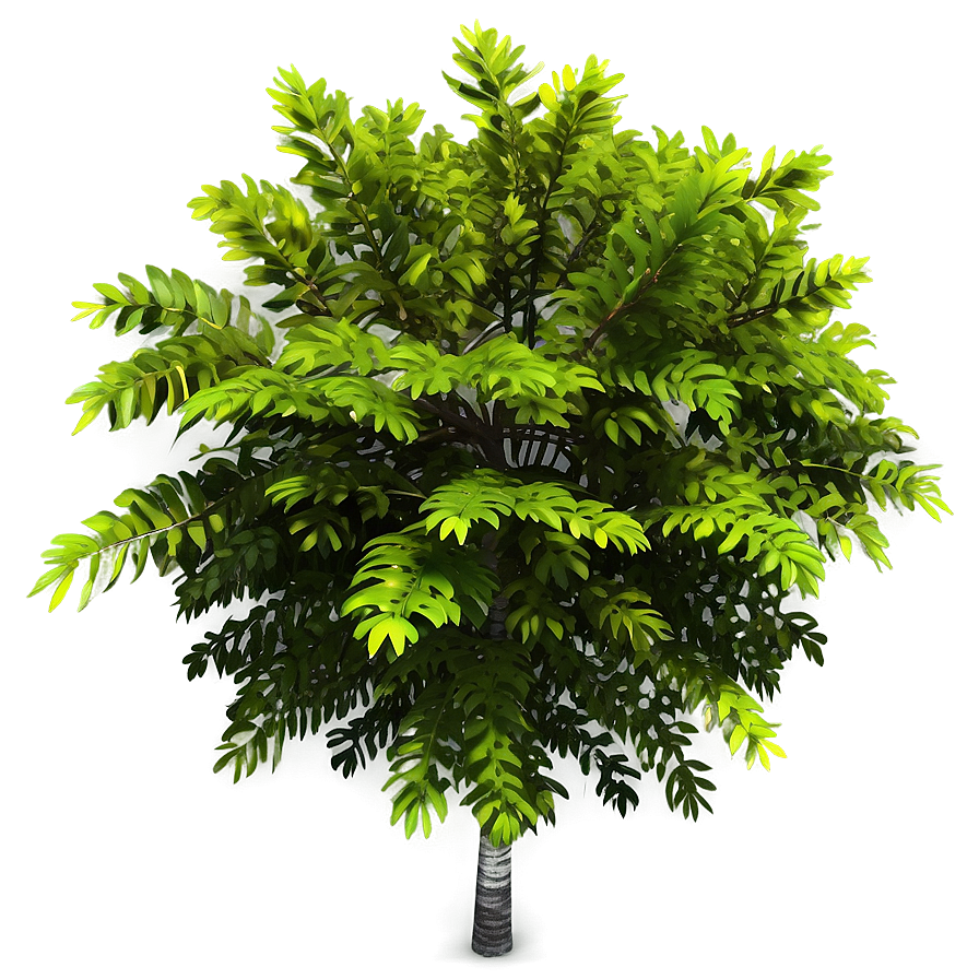 Small Tree Top View Png 72