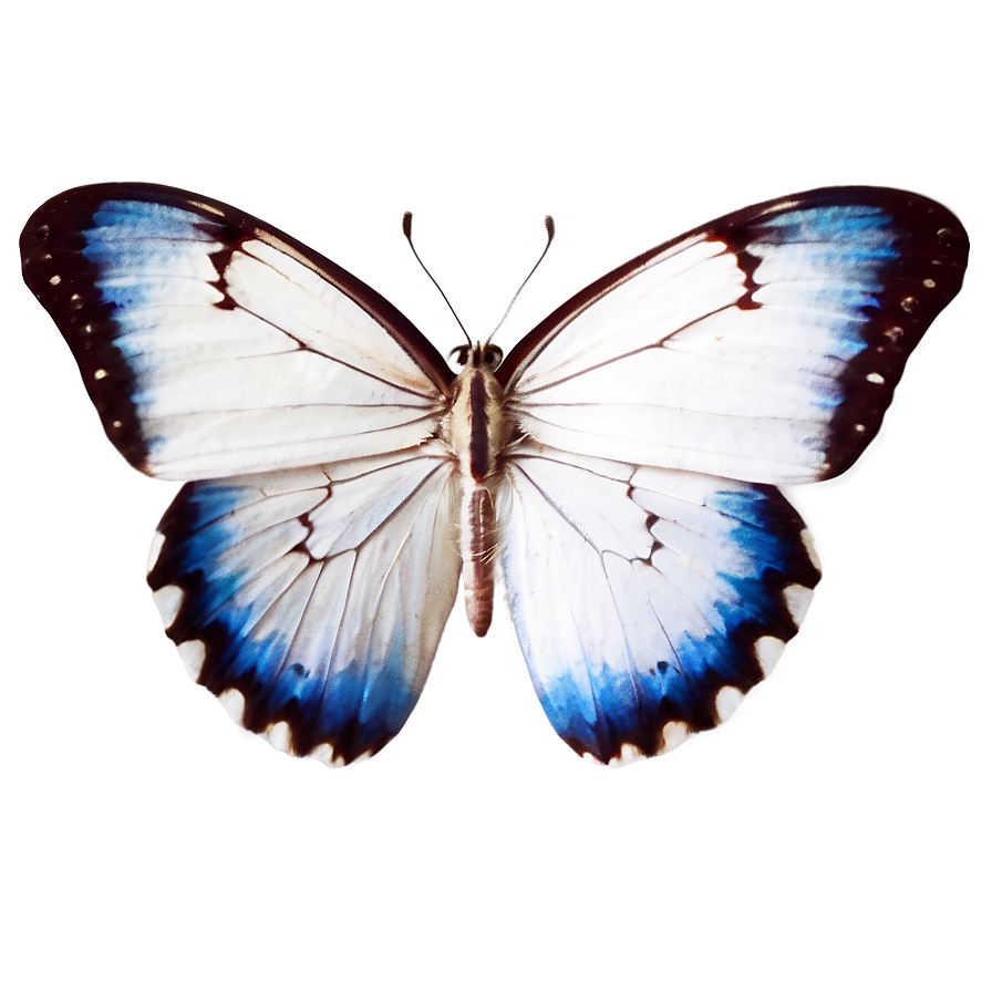 Small White Butterfly Png 32