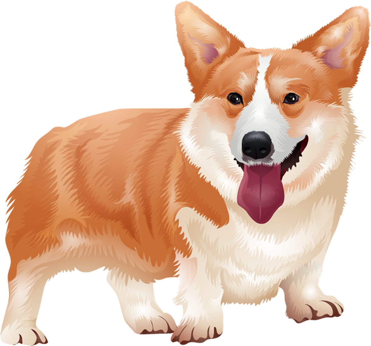 Smiling Corgi Illustration.png