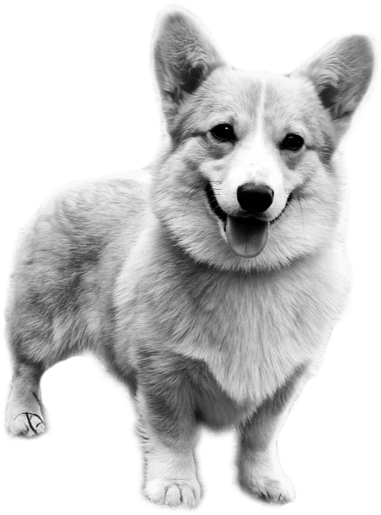 Smiling Corgi Standing Transparent Background