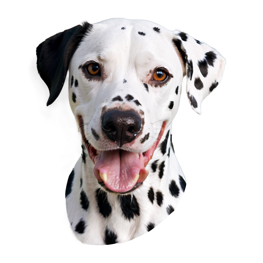 Smiling Dalmatian Face Png 26