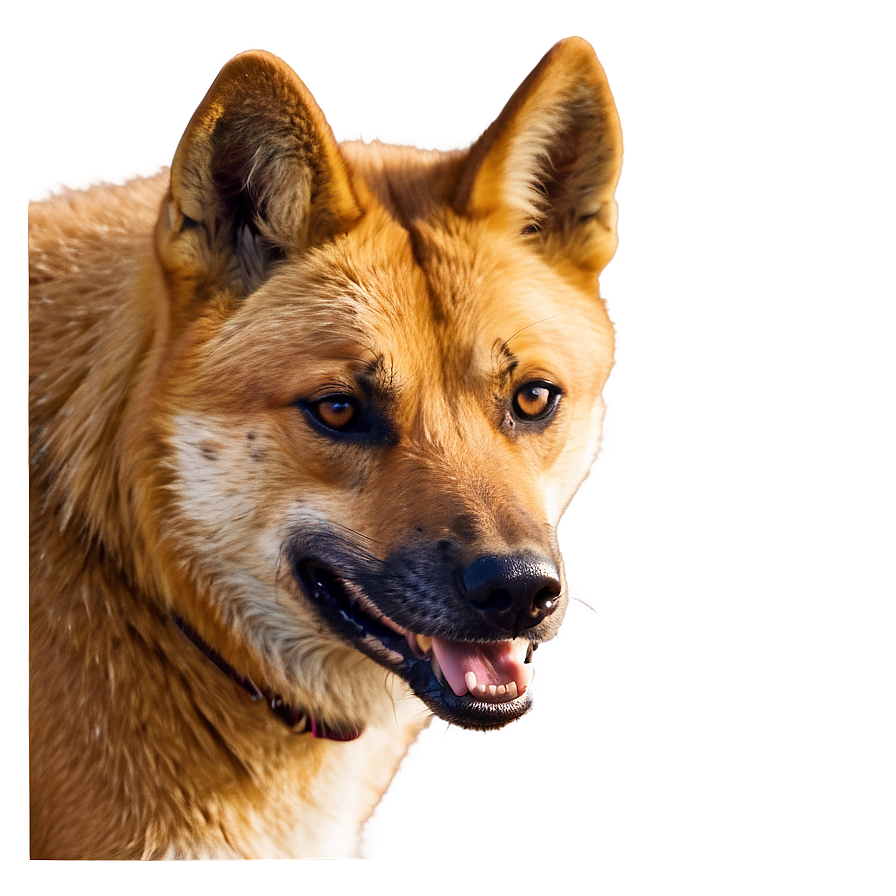 Smiling Dingo Image Png Bii