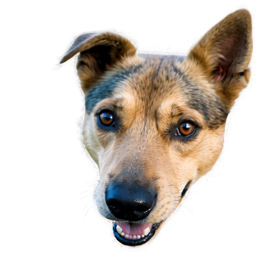 Smiling Dog Face Clipart PNG vly PNG image with a transparent background, free high-resolution download