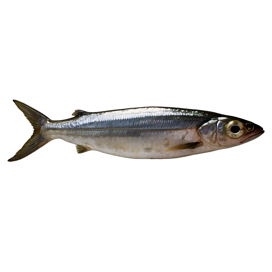 Smoked Sardine Png 10