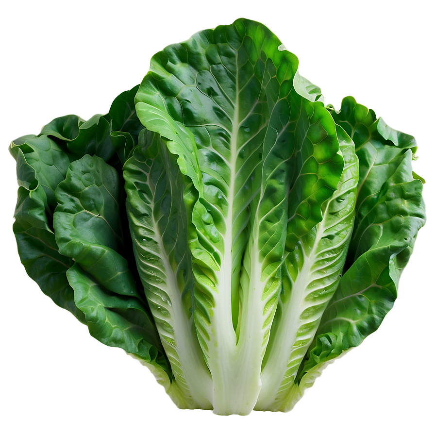 Smooth Lettuce Png Xld15