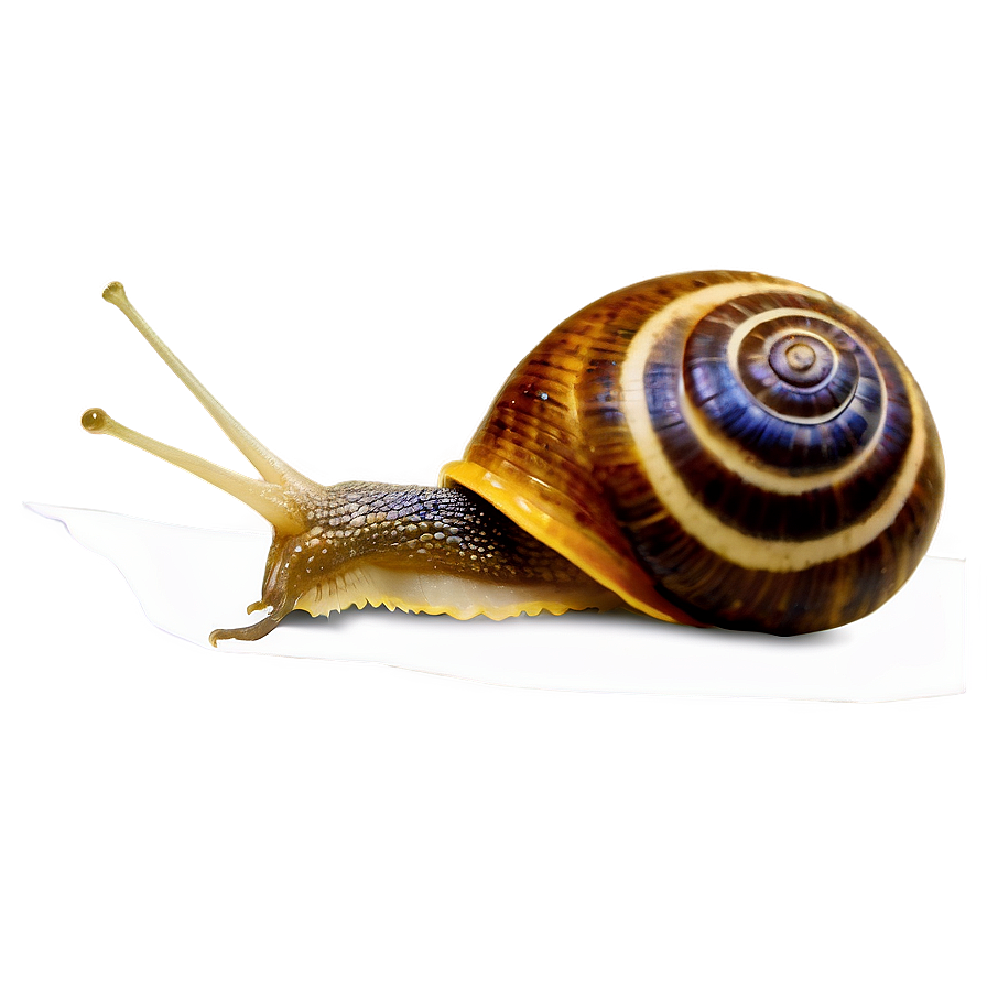 Snail Illustration Png 17