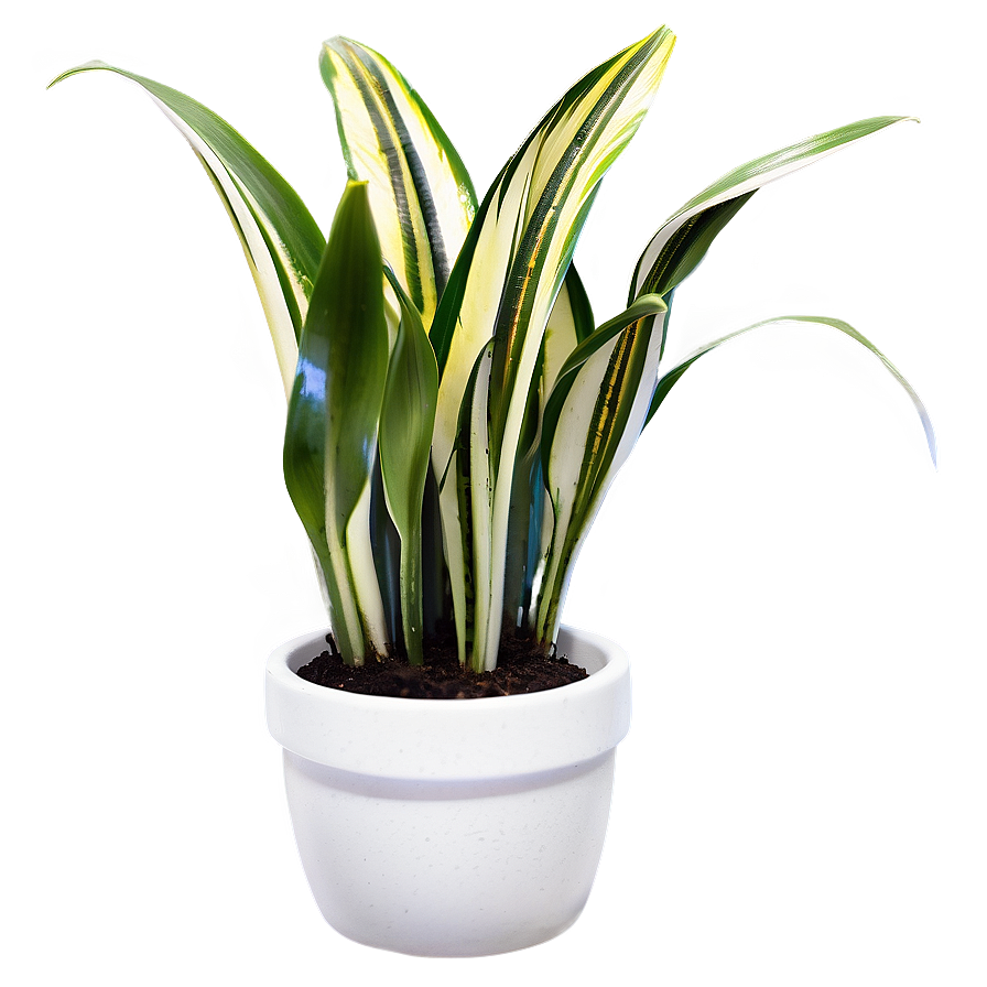 Snake Plant Clipart Png 1