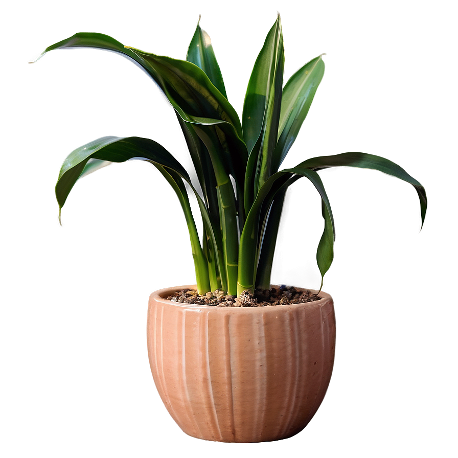 Snake Plant In Ceramic Pot Png Aqw