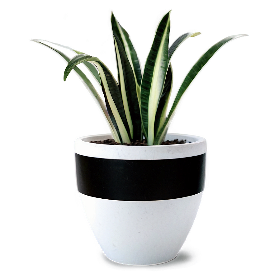 Snake Plant In Pot Png 06122024