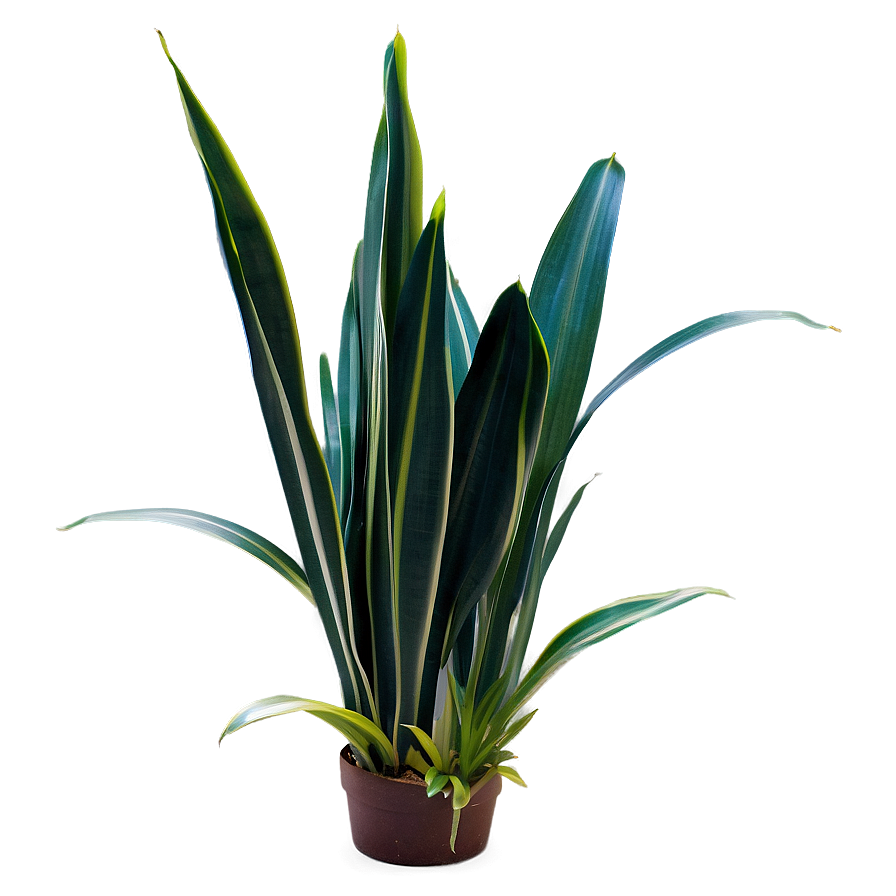 Snake Plant Leaves Png Rdb46