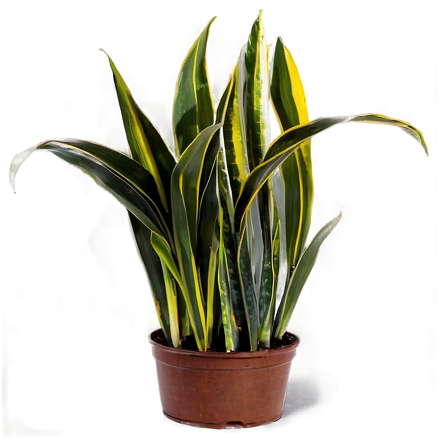 Snake Plant Png 06122024