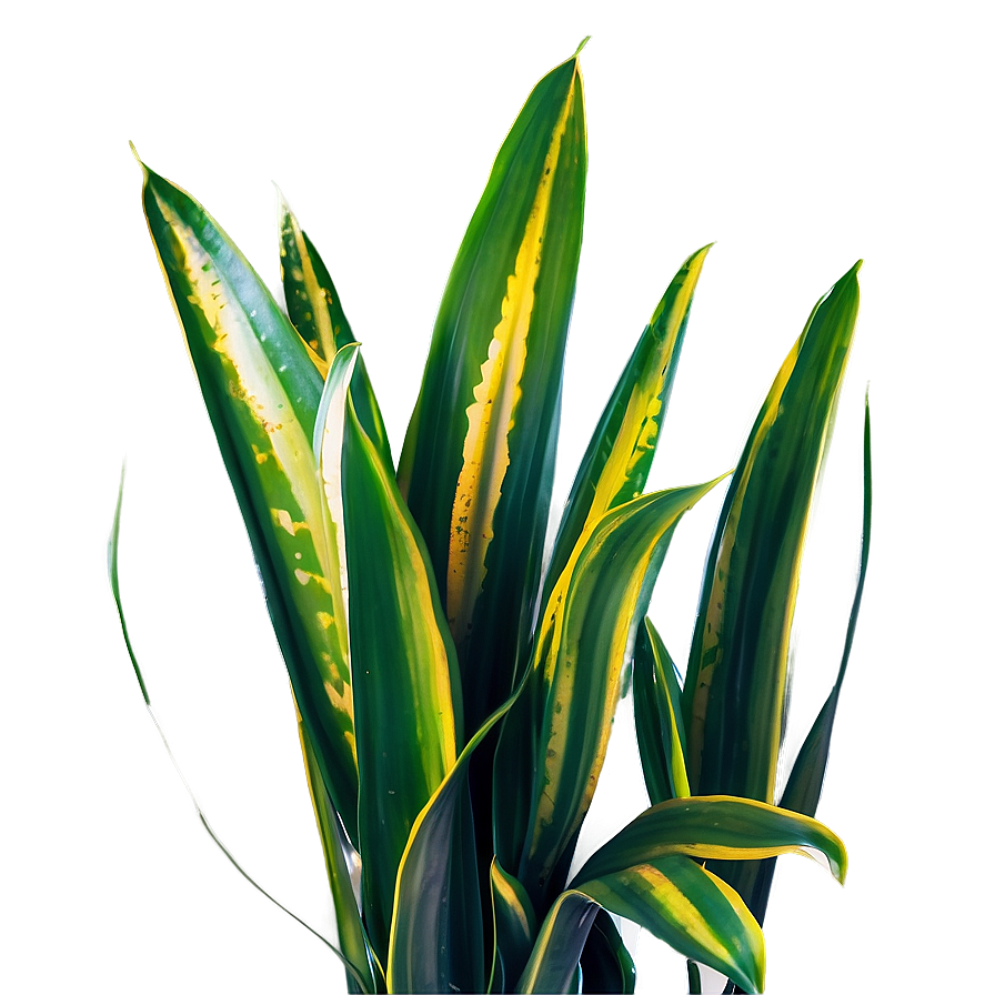 Snake Plant With Dew Png 06122024