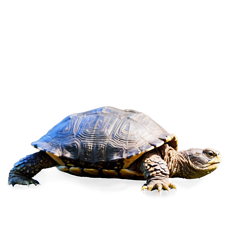 Snapping Turtle Side Profile Png Pxb42