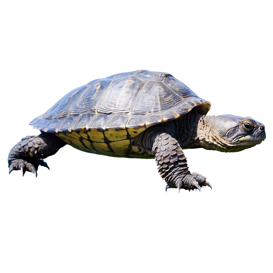 Snapping Turtle Swimming Side View Png 16