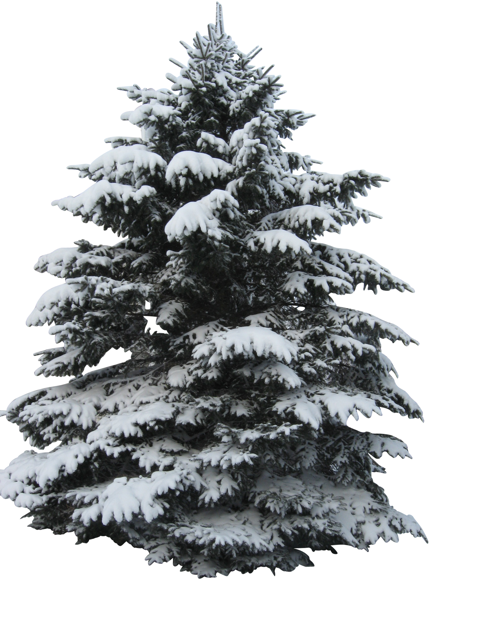 Snow Covered Christmas Tree