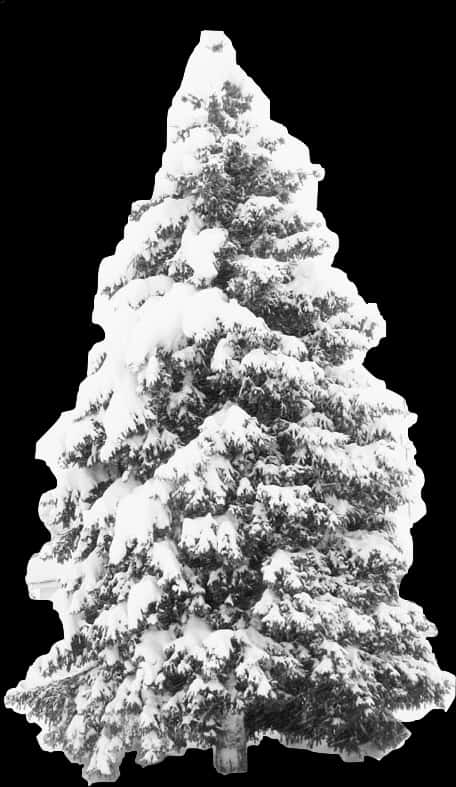 Snow Covered Pine Tree