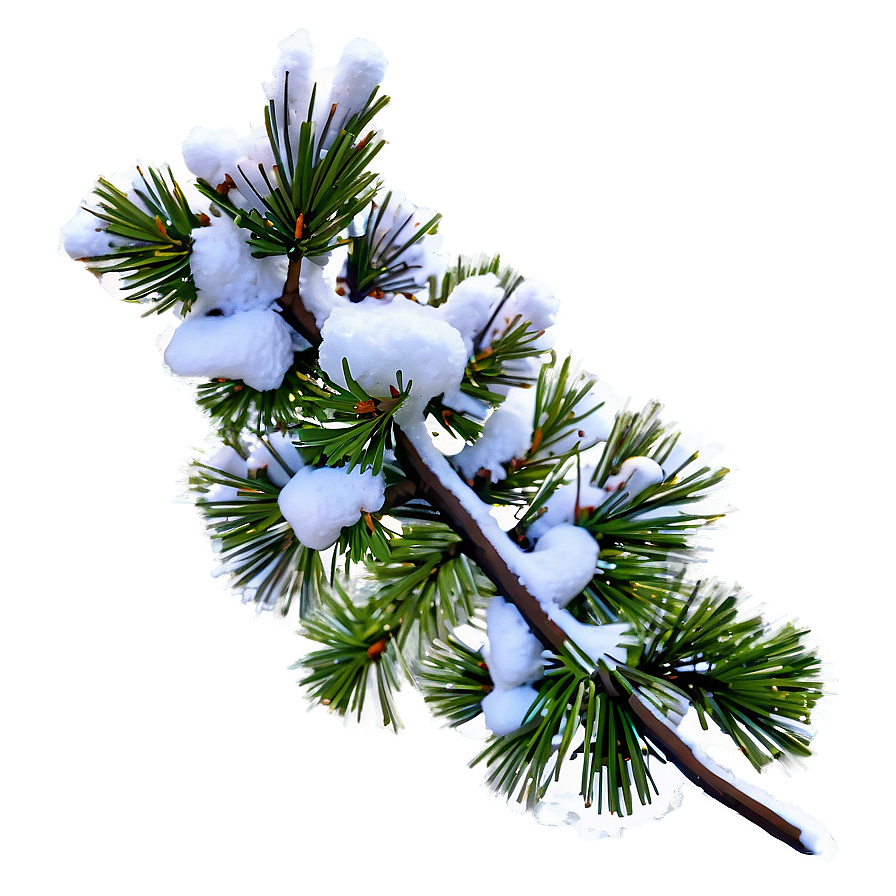 Snow Covered Pine Tree Png Mfg