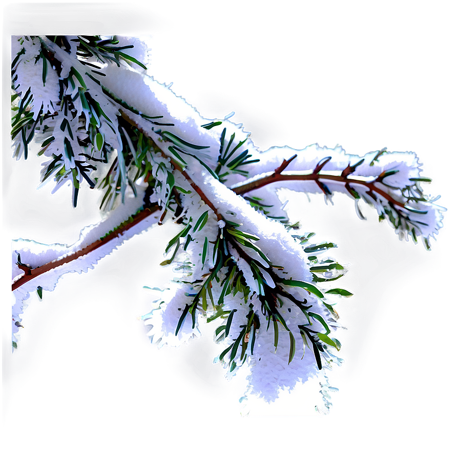 Snow Covered Tree Branch Png Vsb