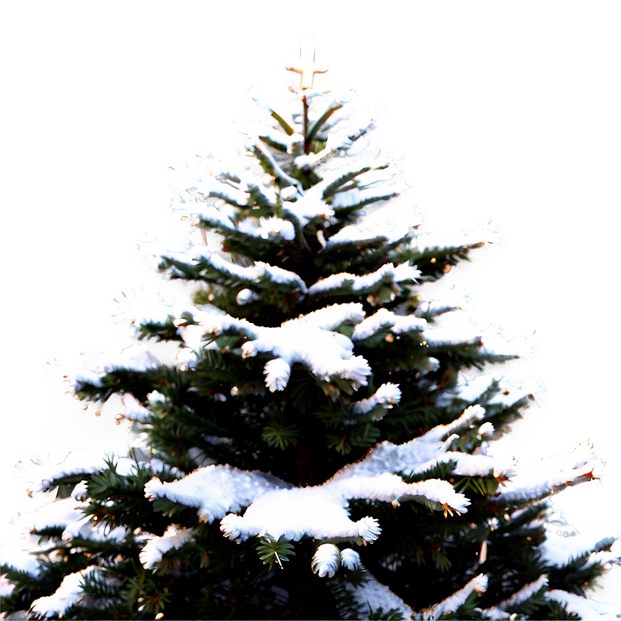 Snow Frosted Christmas Tree Png 64