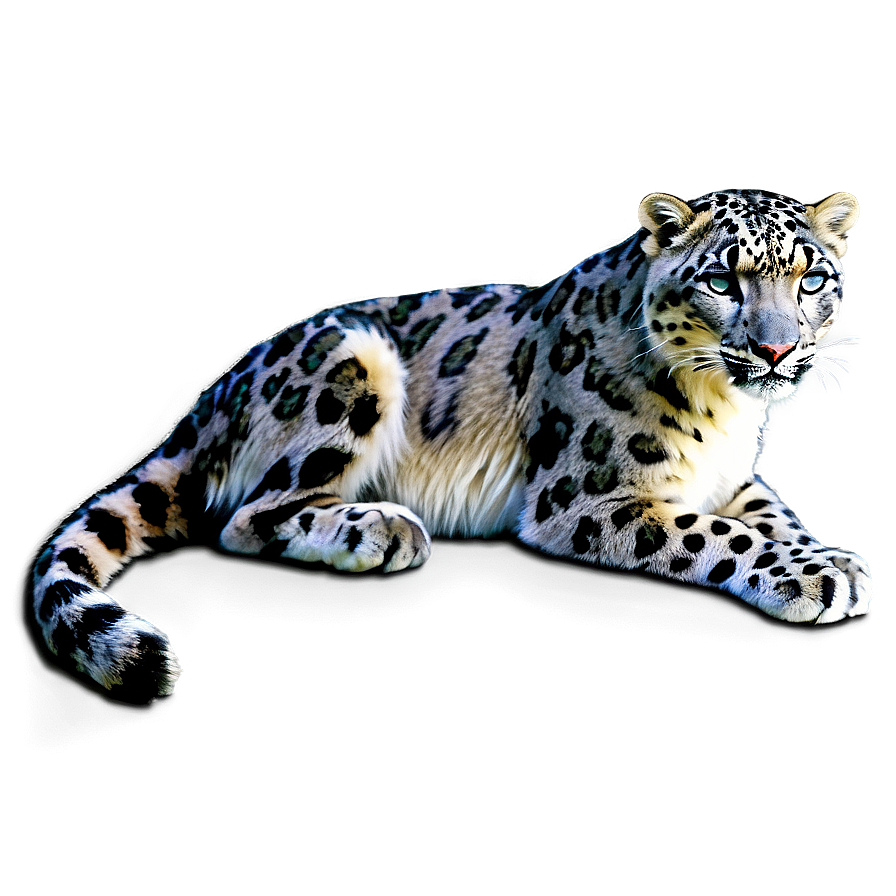 Snow Leopard D