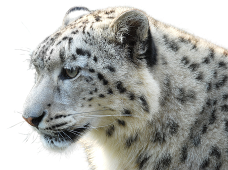 Snow Leopard Profile Portrait PNG with transparent background