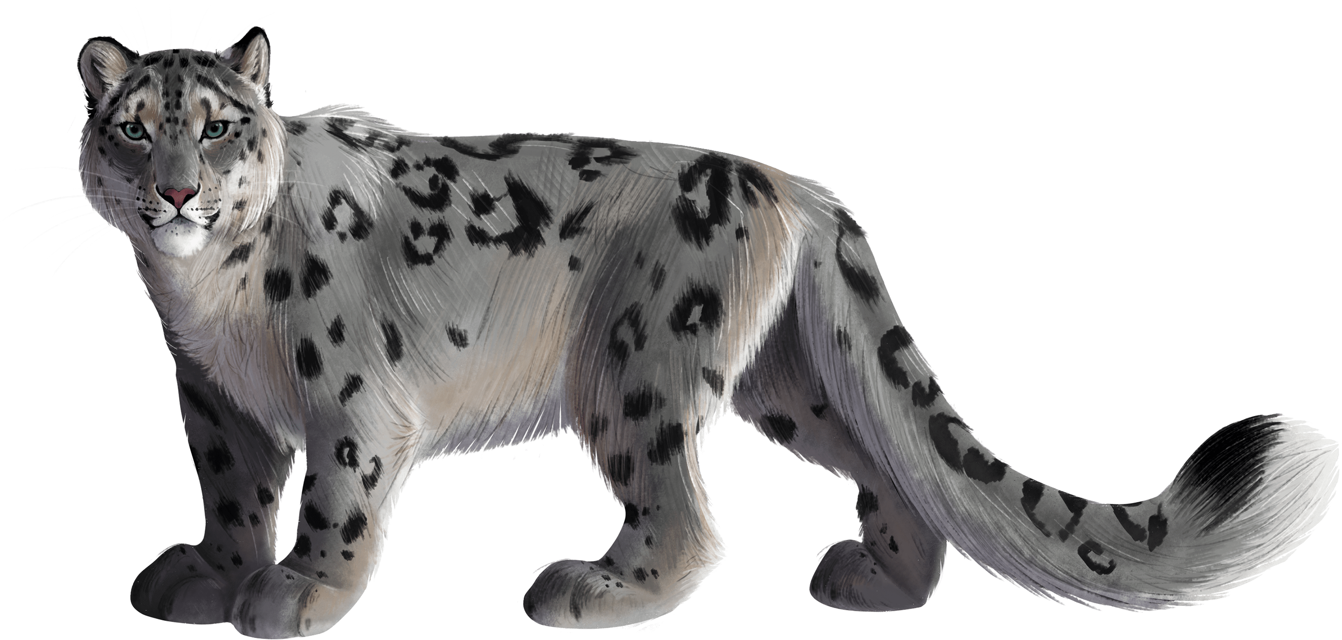 Snow Leopard Standing Transparent Background